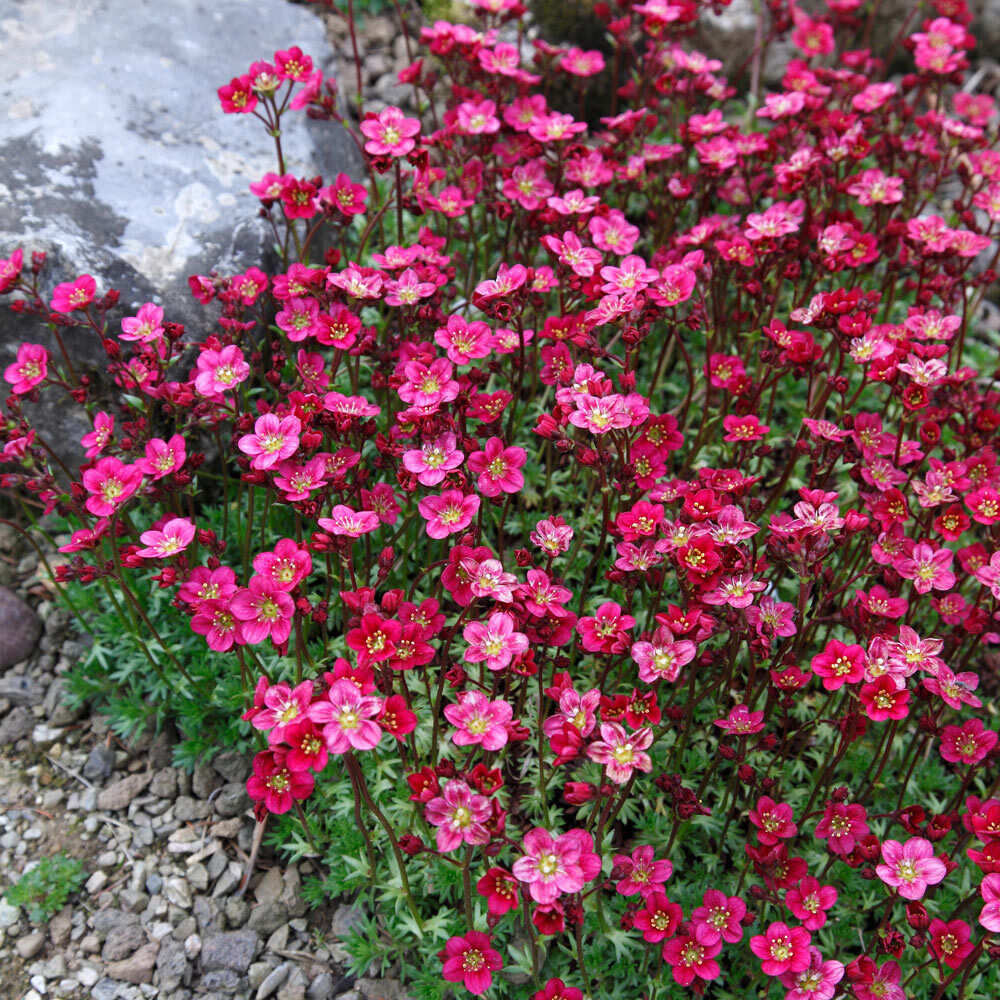 Saxifraga arendsii "Carpet Pink"