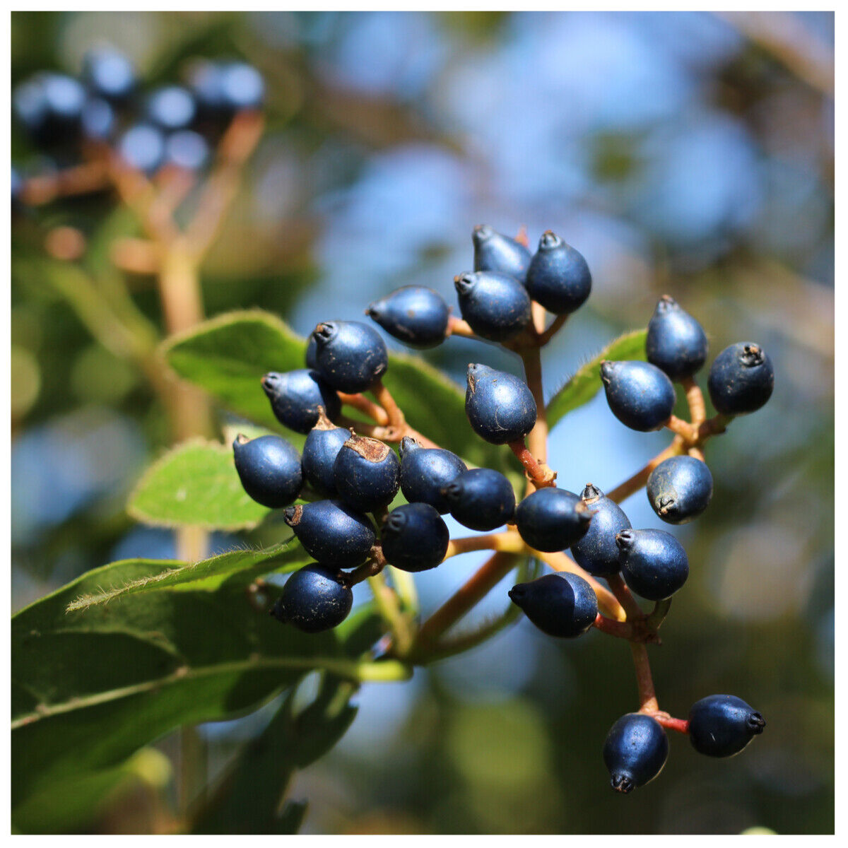 Viburnum tinus "Eve Price" multitulpinal / Viburnum tinus "Eve Price"/