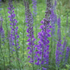 Linaria purpurea
