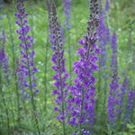 Linaria purpurea