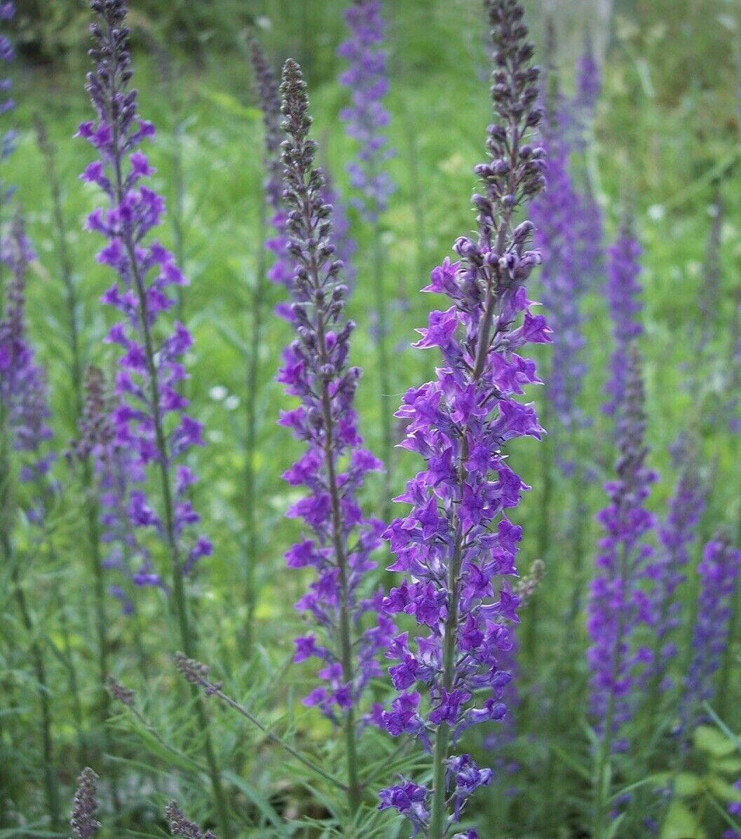 Linaria purpurea