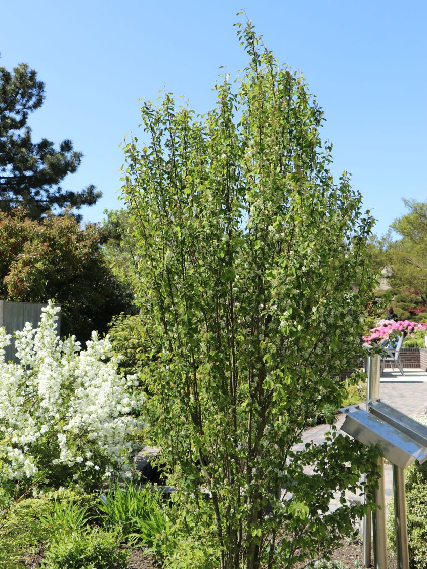 Arbore de stafide "Obelisk" 1.50 - 1.70 m / Amelanchier alnifolia "Obelisk"/