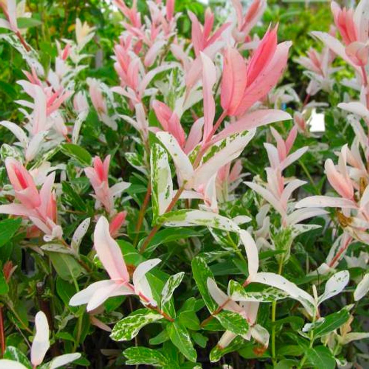 Salcie japoneza "Flamingo" 0.60 - 0.80 m / Salix integra "Flamingo"/
