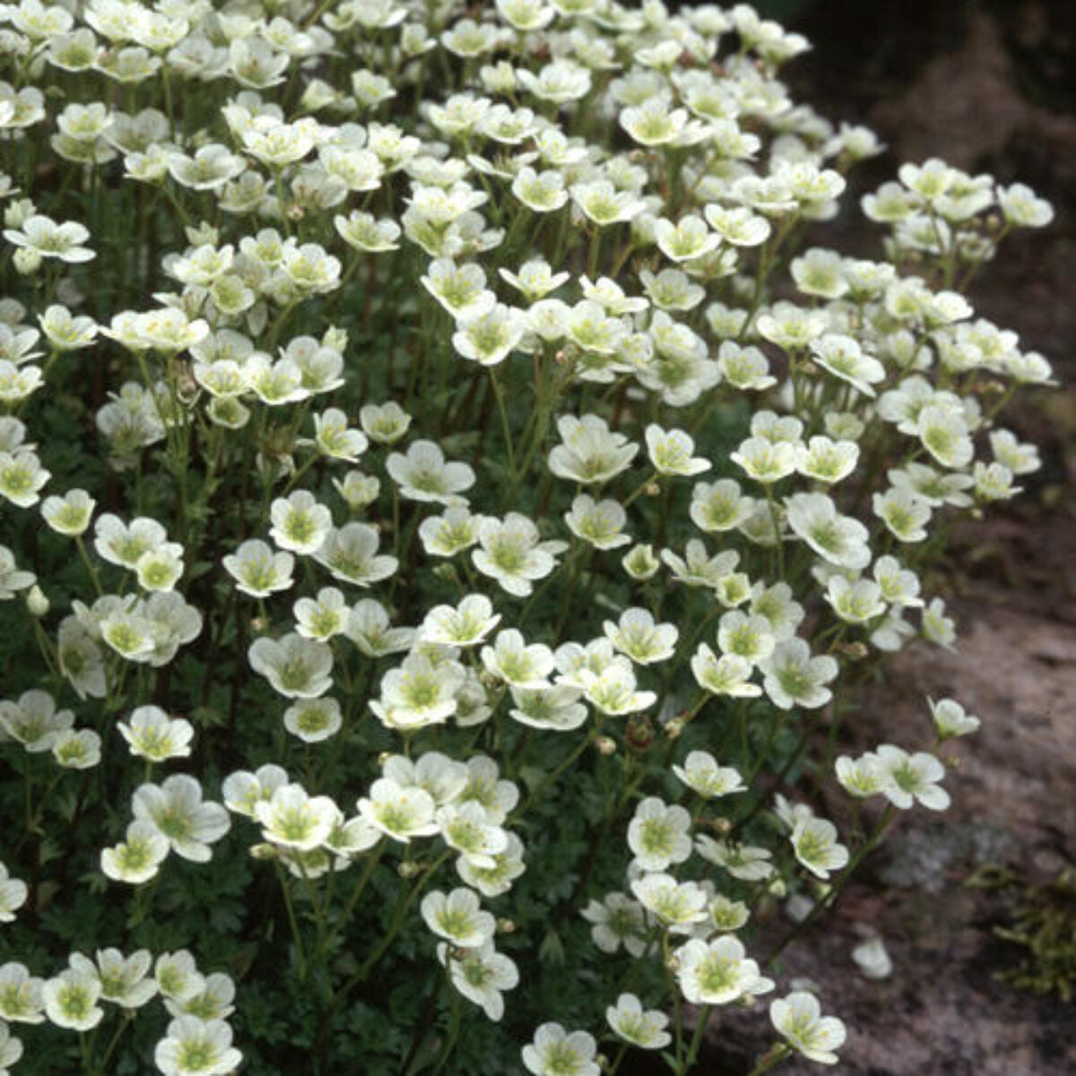 Saxifraga moschata "White Pixie"