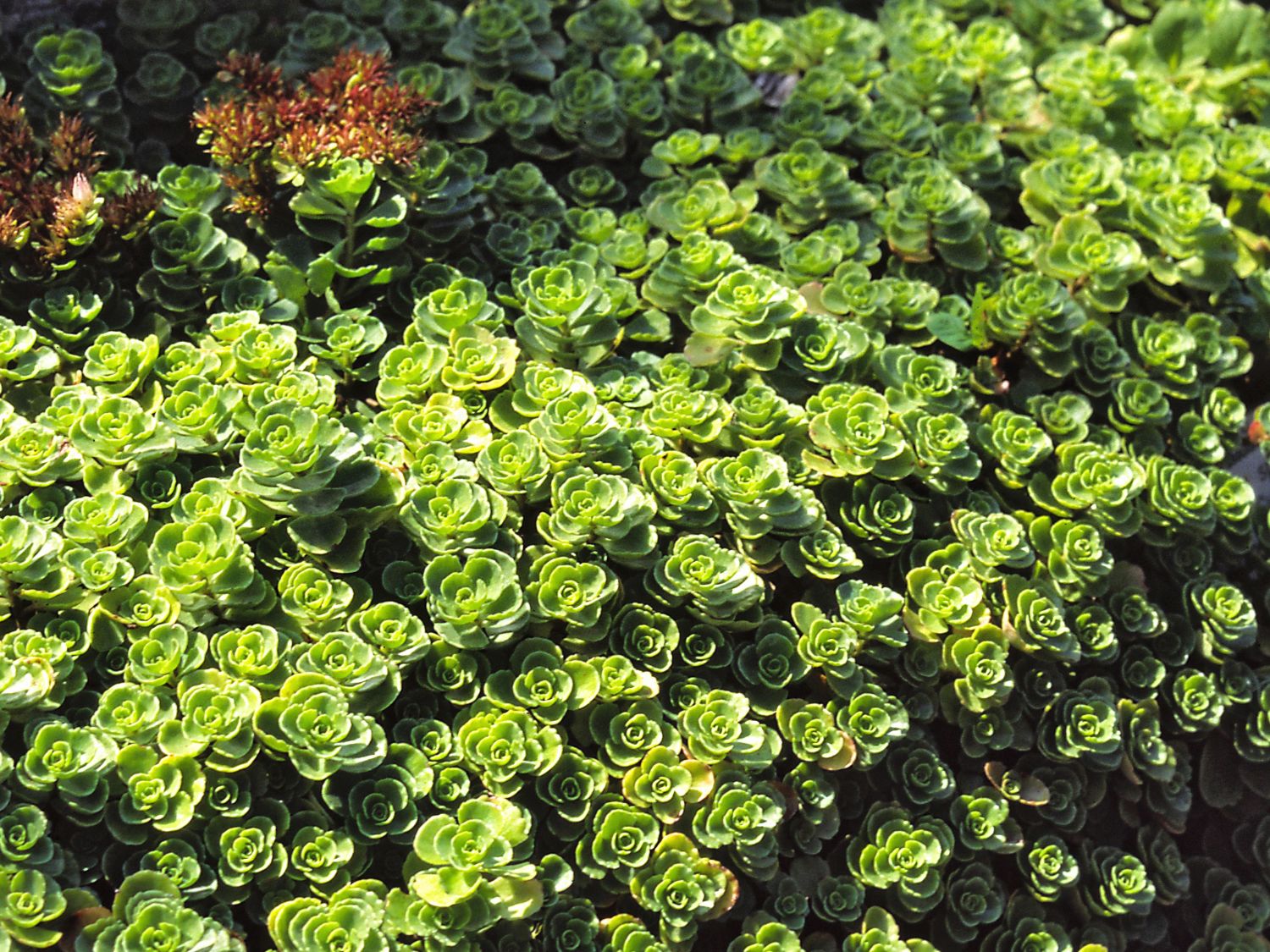 Iarba grasa "Album Superbum"0.10 - 0.20 m / Sedum spurium "Album Superbum"/