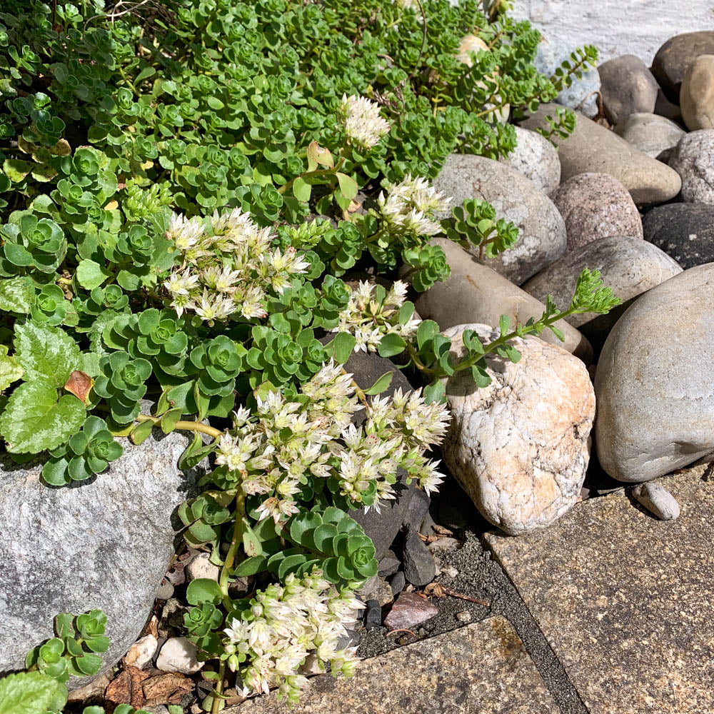 Iarba grasa "Album Superbum"0.10 - 0.20 m / Sedum spurium "Album Superbum"/
