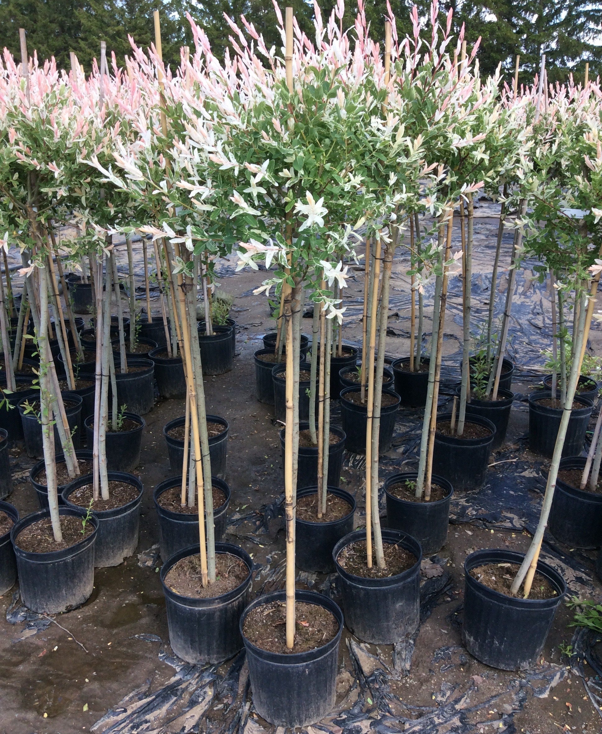 Salcie japoneza "Hakuro Nishiki" 1.30 - 1.50 m / Salix integra "Hakuro Nishiki"/