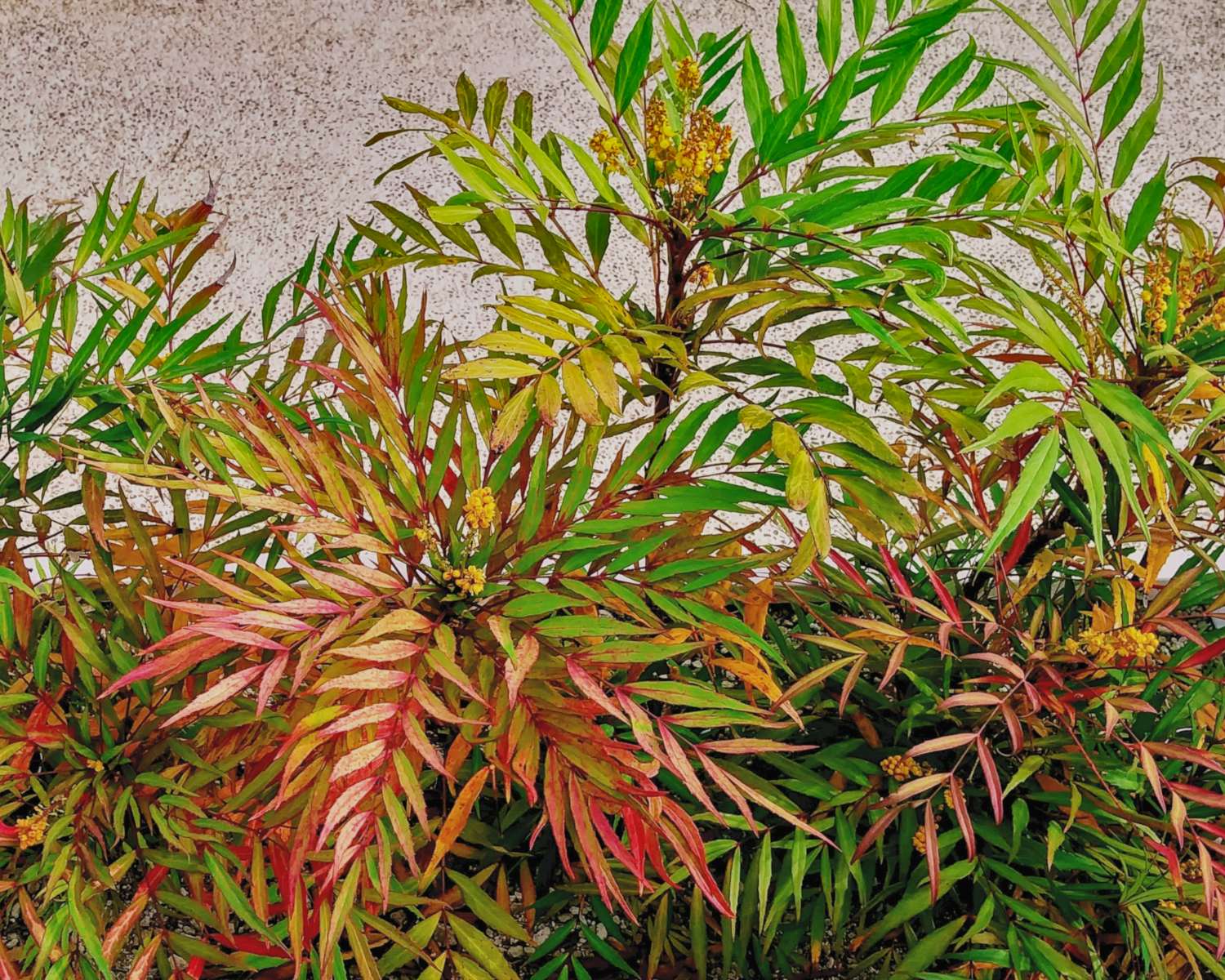 Mahonie "Soft Caress"  0.20 - 0.40 m / Mahonia eurybracteata "Soft Caress" /