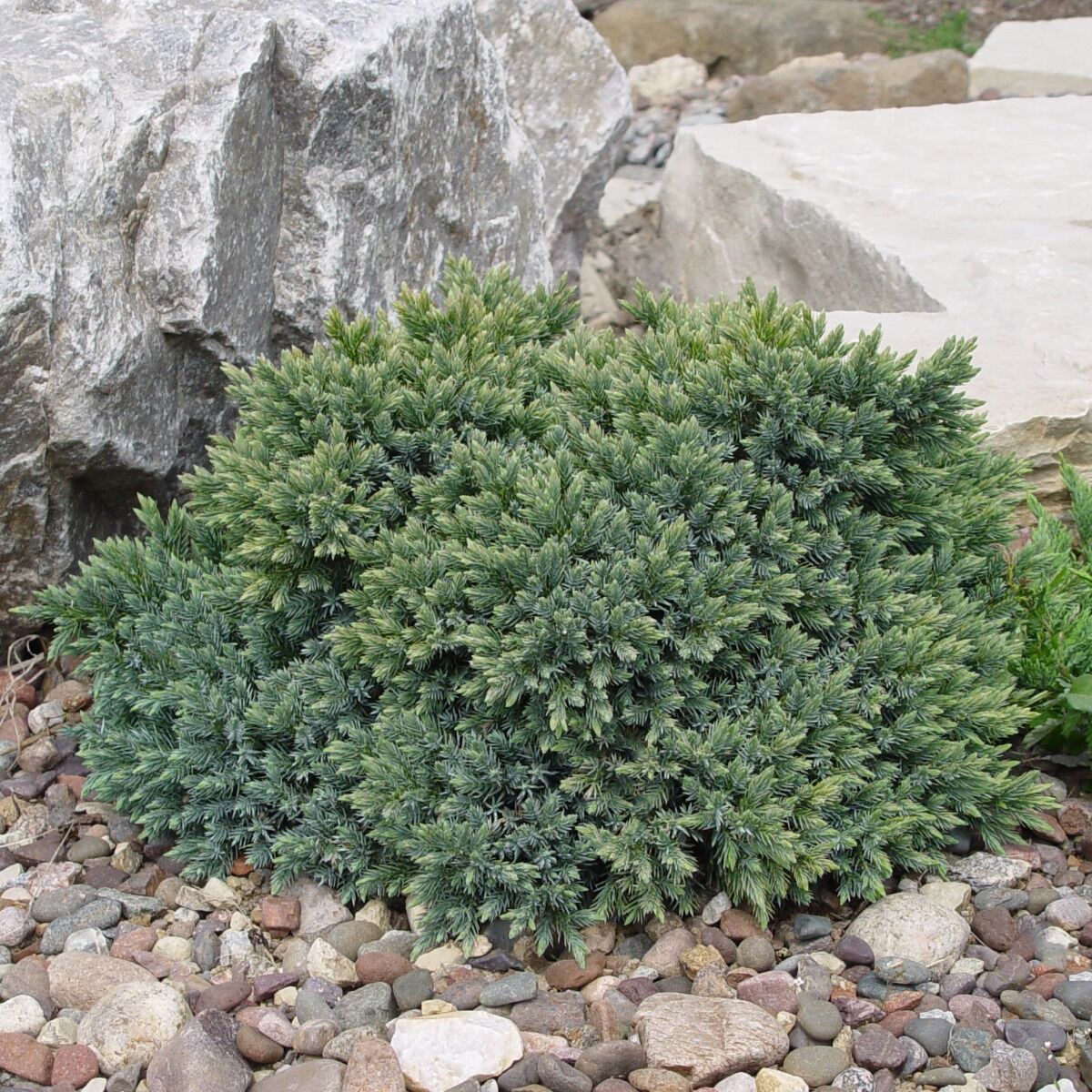 Ienupar "Blue Star" 0.20 - 0.25 m / Juniperus squamata "Blue Star", coniferă ornamentală ideală pentru grădină.