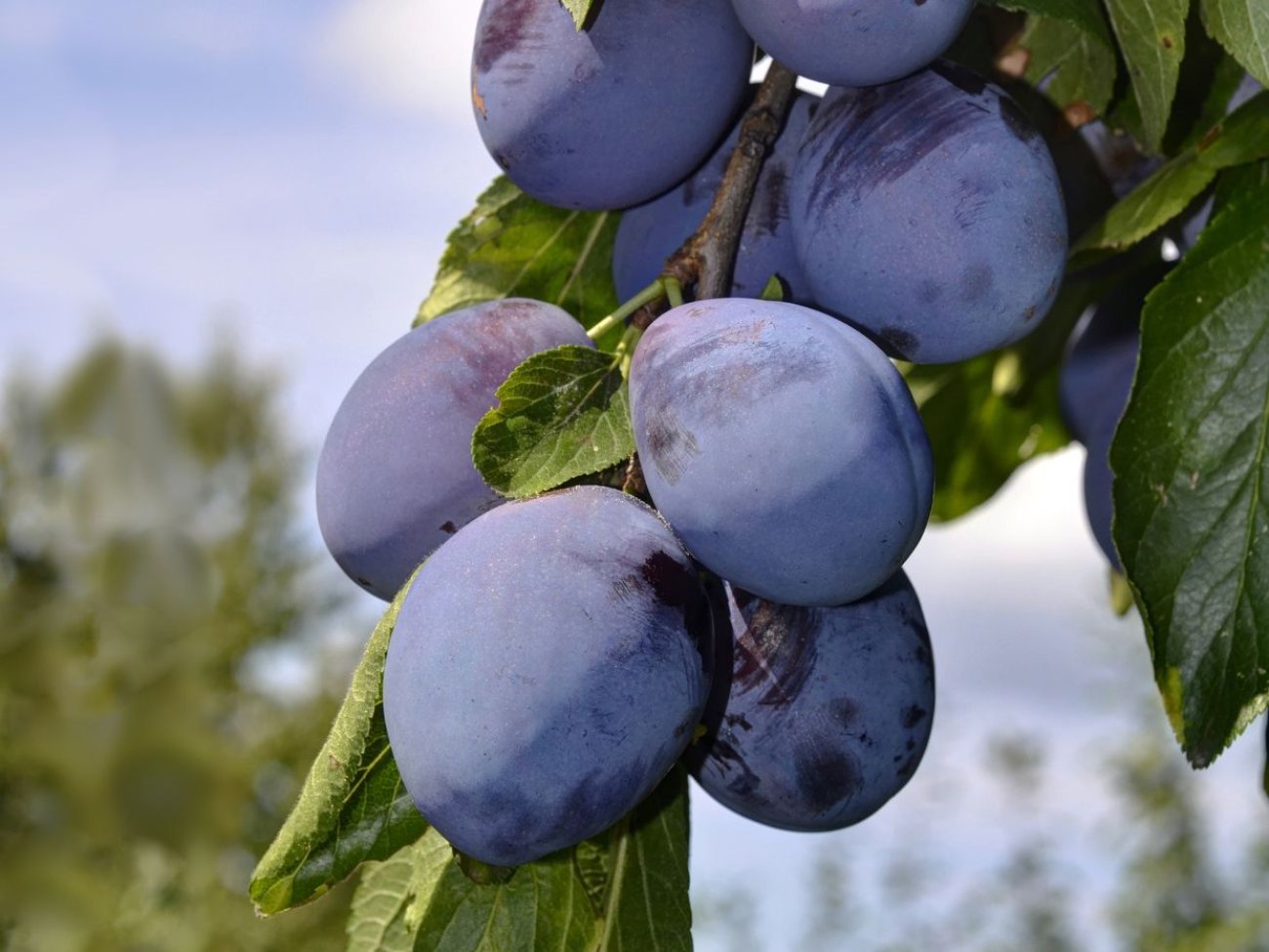 Prun "Stanley" 1.80 - 2.30 m / Prunus domestica "Stanley"/