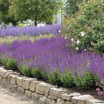 Salvia nemorosa 'Ostfriesland'