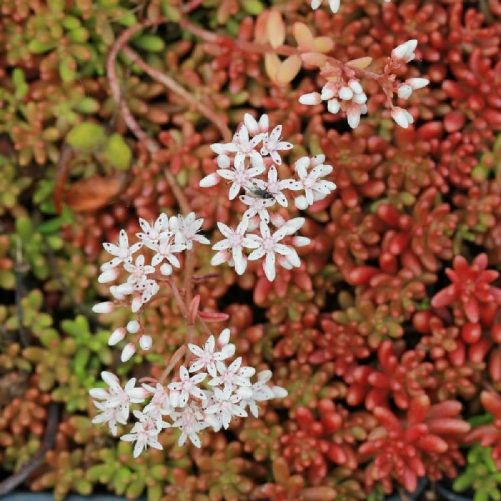 Iarba grasa 0.10 - 0.20 m / Sedum album /