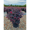 Loropetalum chinense Black Pearl minge 0.70 - 1.00 m / Loropetalum chinense "Black Pearl" /
