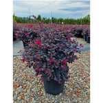 Loropetalum chinense Black Pearl minge 0.70 - 1.00 m / Loropetalum chinense "Black Pearl" /