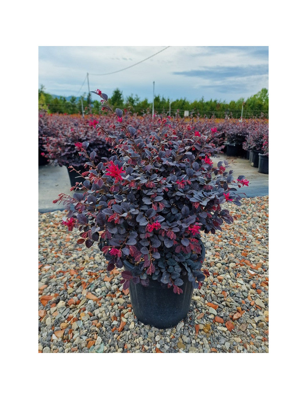 Loropetalum chinense Black Pearl minge 0.70 - 1.00 m / Loropetalum chinense "Black Pearl" /