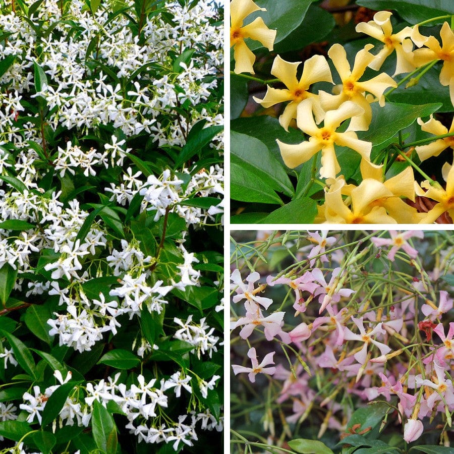 Iasomie stelata mix 0.40 - 0.50 m / Trachelospermum jasminoides /