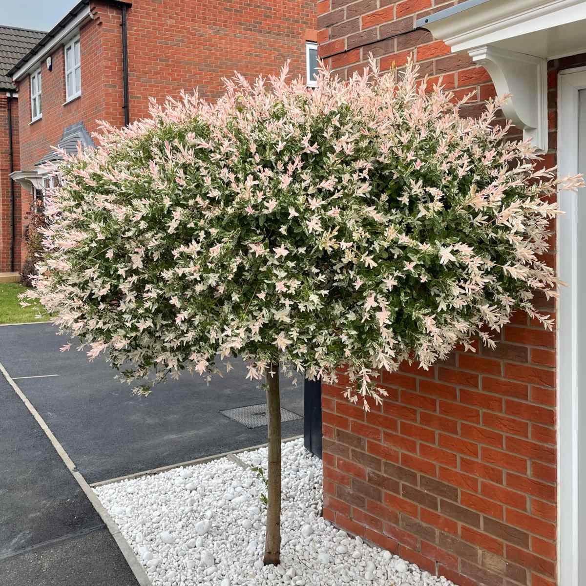 Salcie japoneza "Flamingo" 0.60 - 0.80 m / Salix integra "Flamingo"/