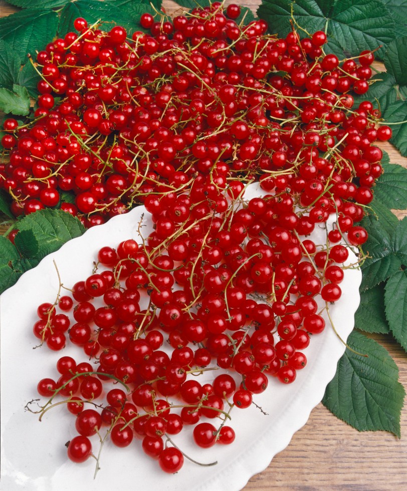 Coacăz rosu Jonkheer van Tets' 0.40 -0.50 m / Ribes rubrum 'Jonkheer van Tets' /