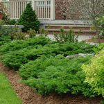 Ienupar "Green Carpet" / Juniperus comunis "Green Carpet" îmbogățește grădina cu verdeață și eleganță.