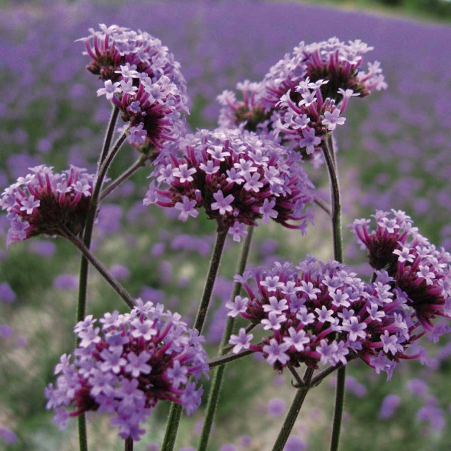 Verbena bonariensis 0.30 - 0.40 m