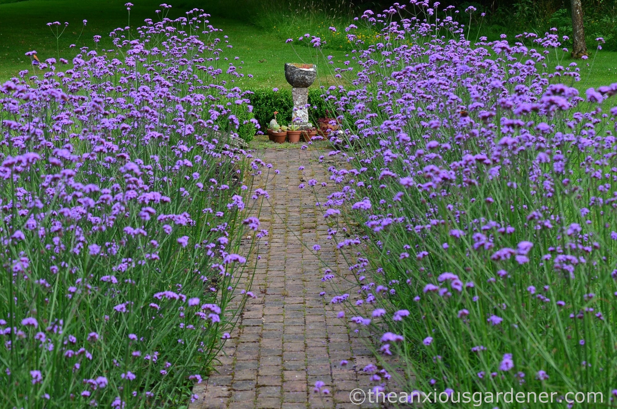 Verbena bonariensis 0.30 - 0.40 m