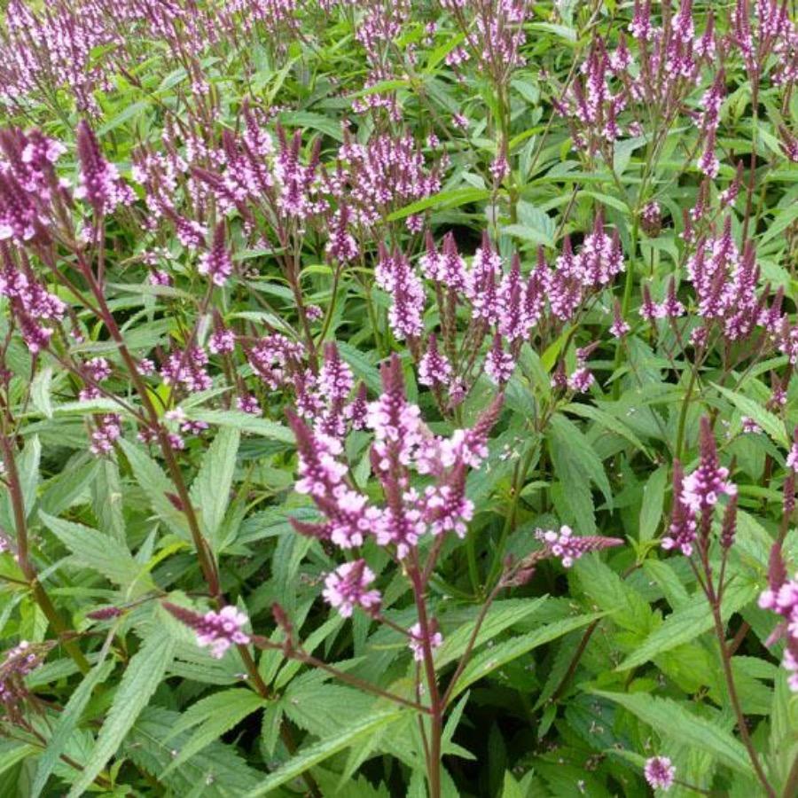 Verbena hasata "Rosea" 0.20 - 0.30 m
