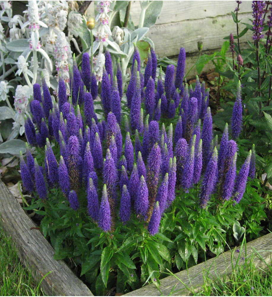 Veronica "Rroyal Candles" 0.10 - 0.20 m