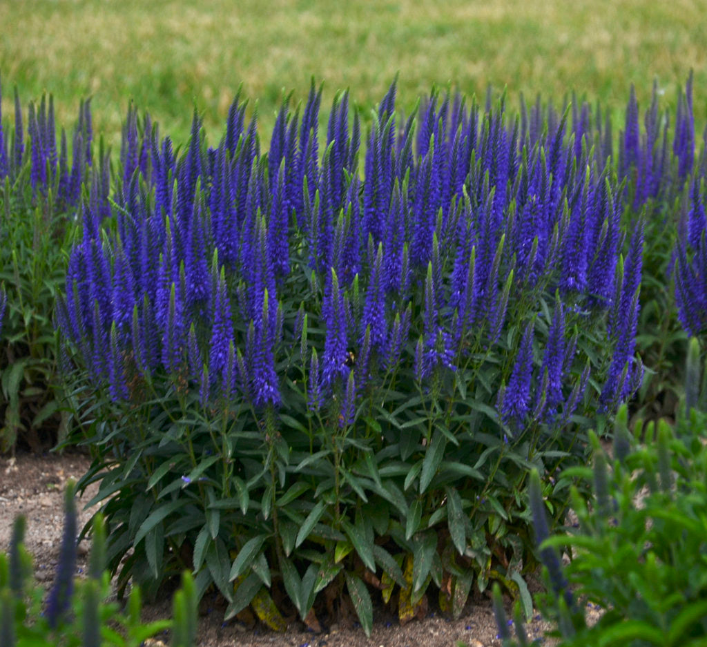 Veronica "Blue Indigo" 0.10 - 0.20 m