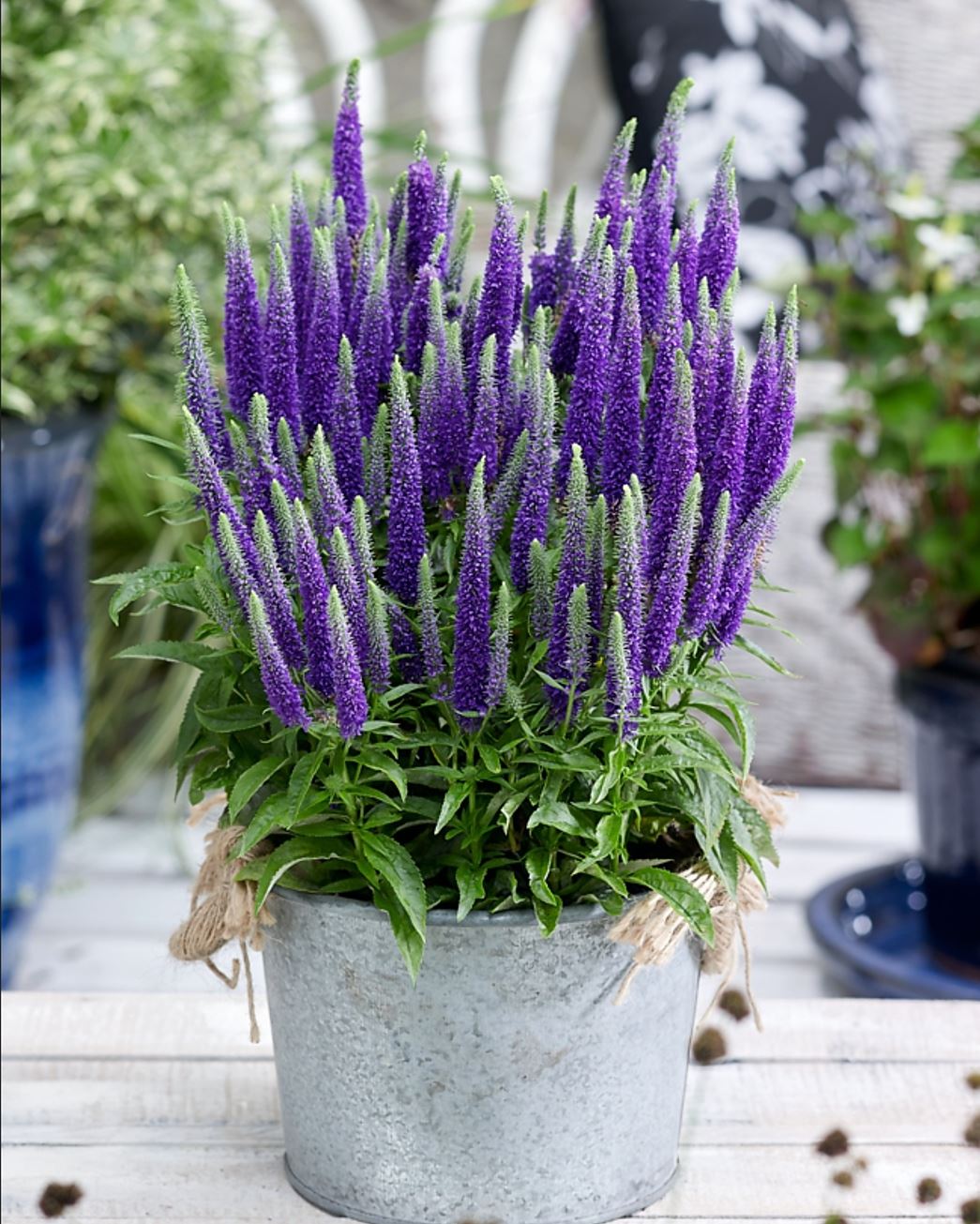 Veronica "Rroyal Candles" 0.10 - 0.20 m