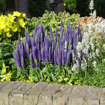 Veronica "Rroyal Candles" 0.10 - 0.20 m