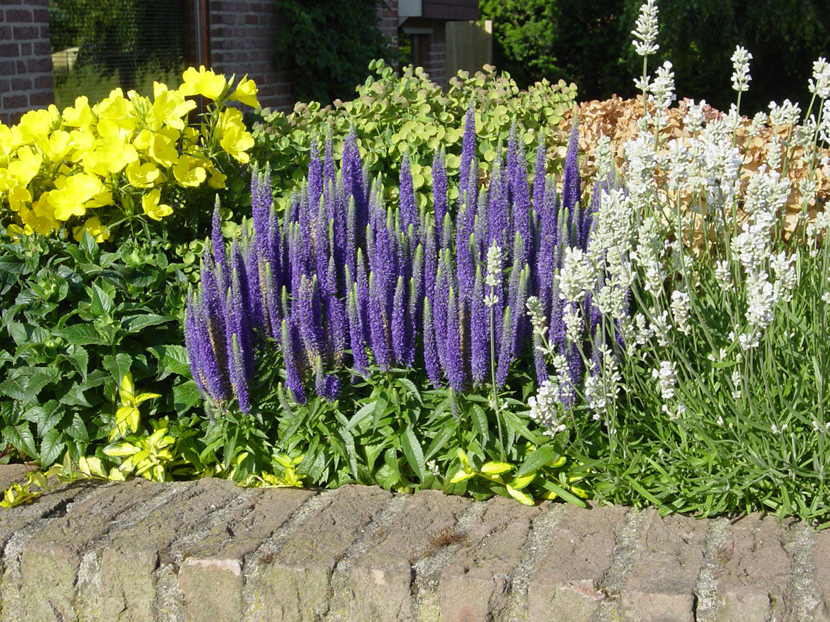 Veronica "Rroyal Candles" 0.10 - 0.20 m