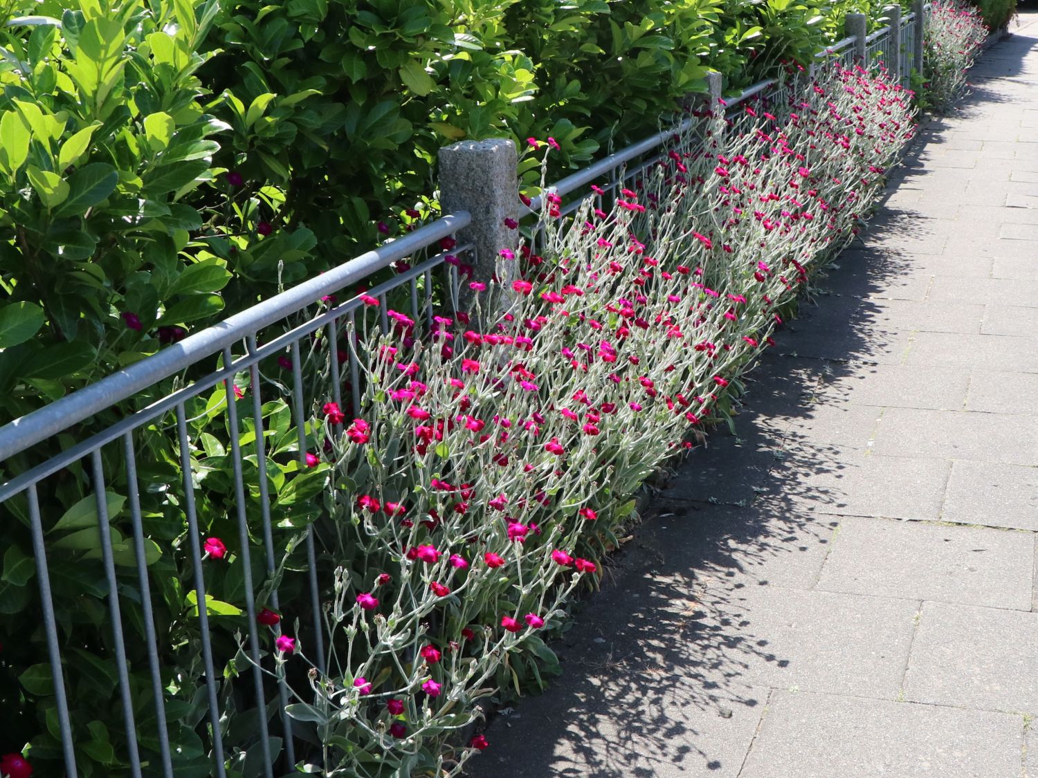 Lychnis coronaria "Atrosanguinea"