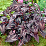 Persicaria microcephala "Red Dragon" 0.10 - 0.20 m