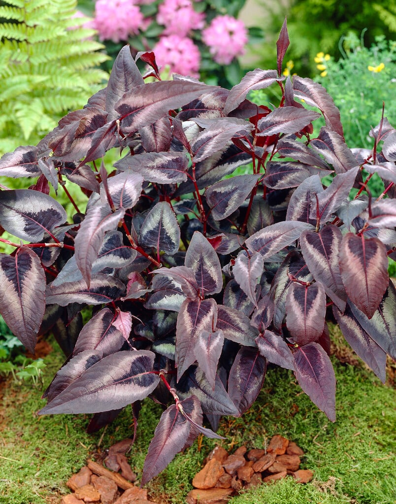 Persicaria microcephala "Red Dragon" 0.10 - 0.20 m