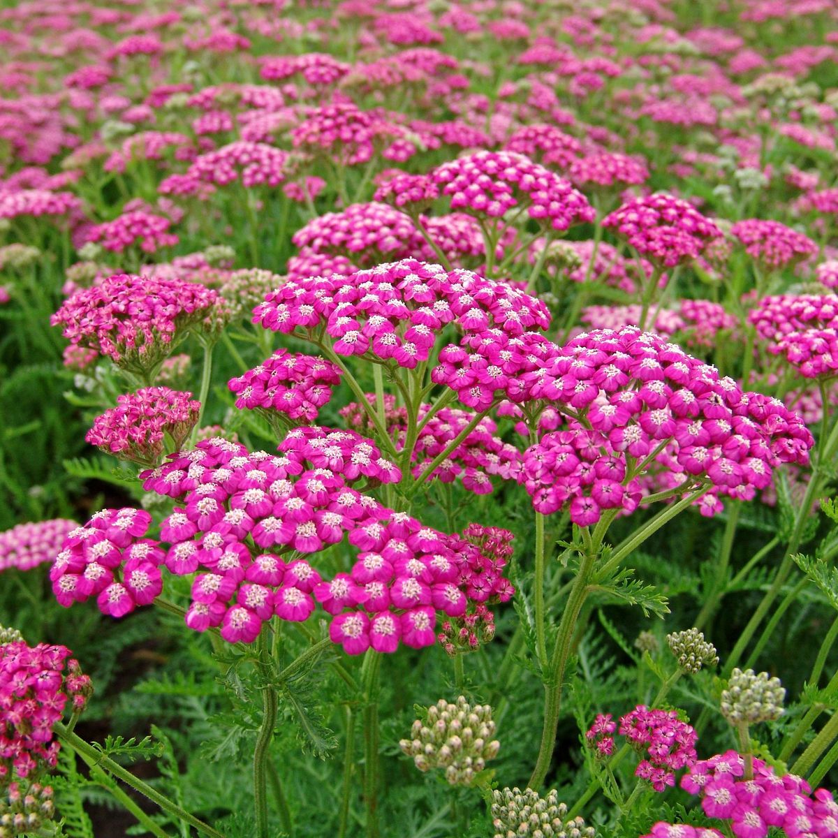 Achillea millefolium "Lilac Beauty" 0.10 - 0.20 m