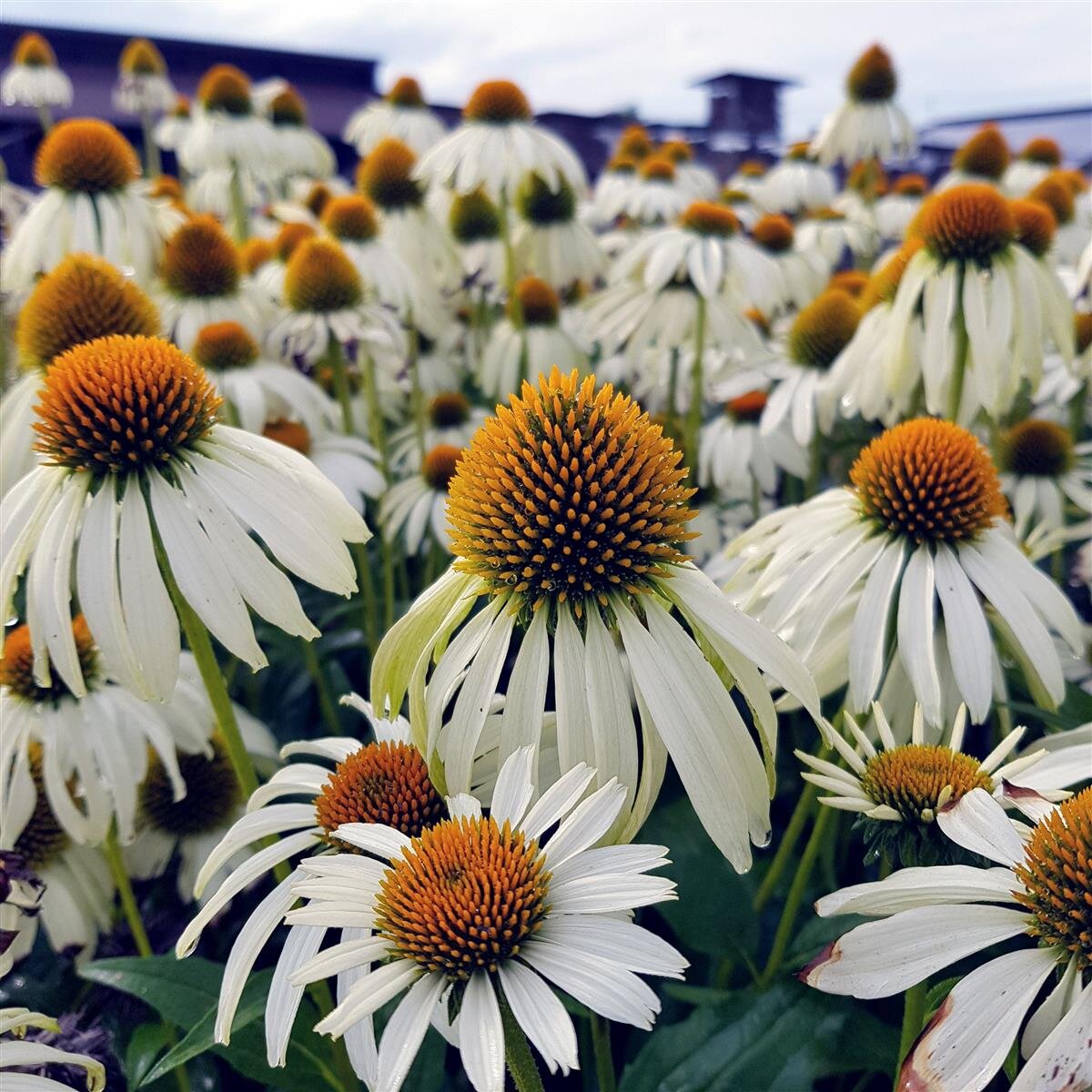 Echinacea purpurea 'Alba' 0.20 - 0.40 m
