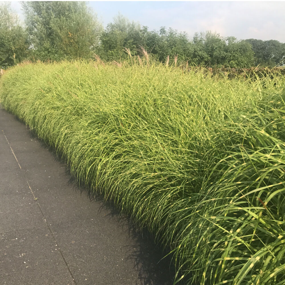 Iarba elefantului "Strictus" 0.20 - 0.30 m / Miscanthus sinensis "Strictus" /