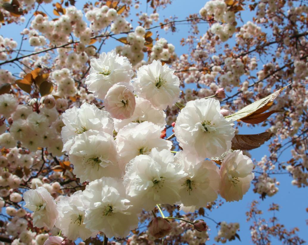 Cires japonez "Shirofugen" 2.00 - 2.50 m / Prunus serrulata "Shirofugen" /