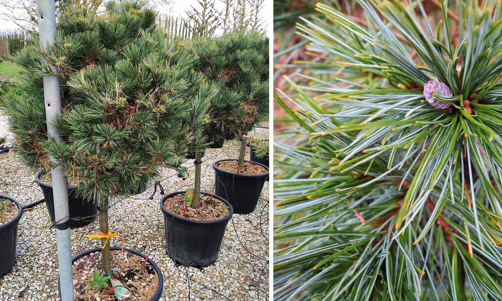 Pinus strobus "Nana" 1.00 - 1.50 m Pinus strobus "Nana"