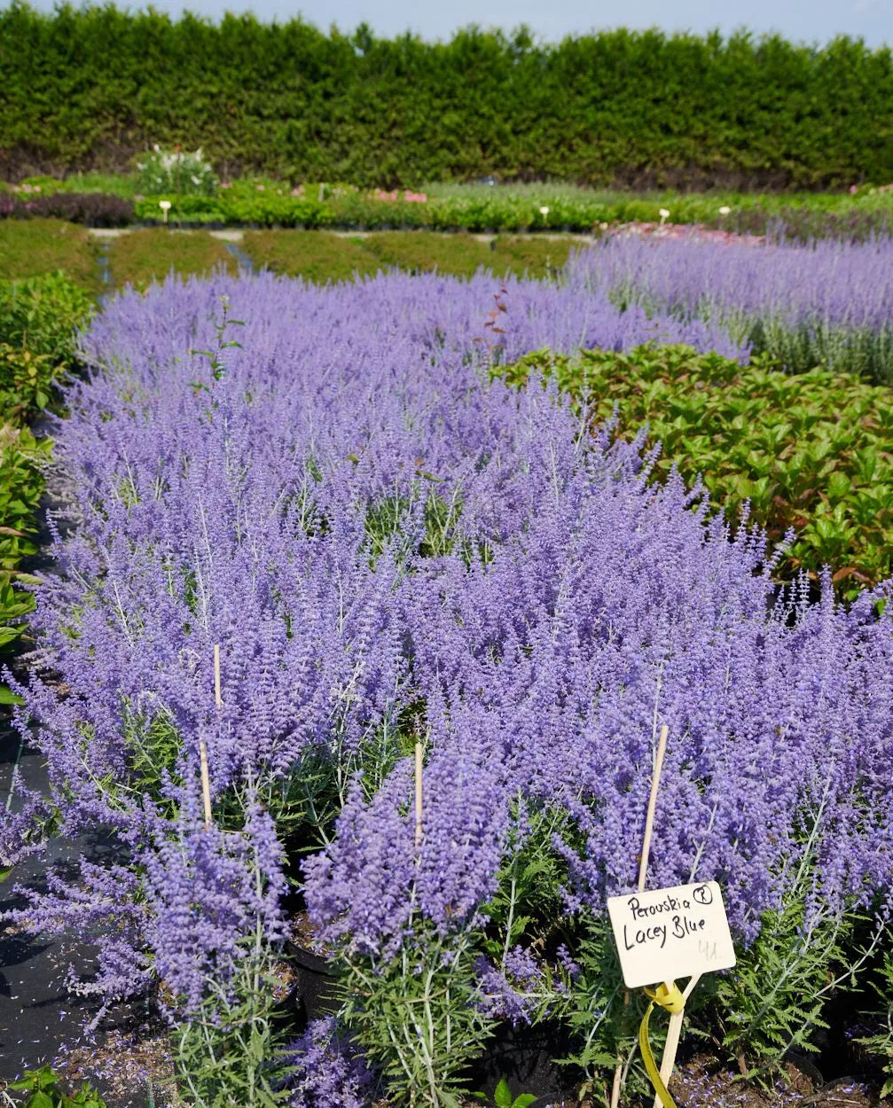 Salvie rusească Lacey Blue" 0.40 - 0.60 m Perovskia atriplicifolia "Lacey Blue"