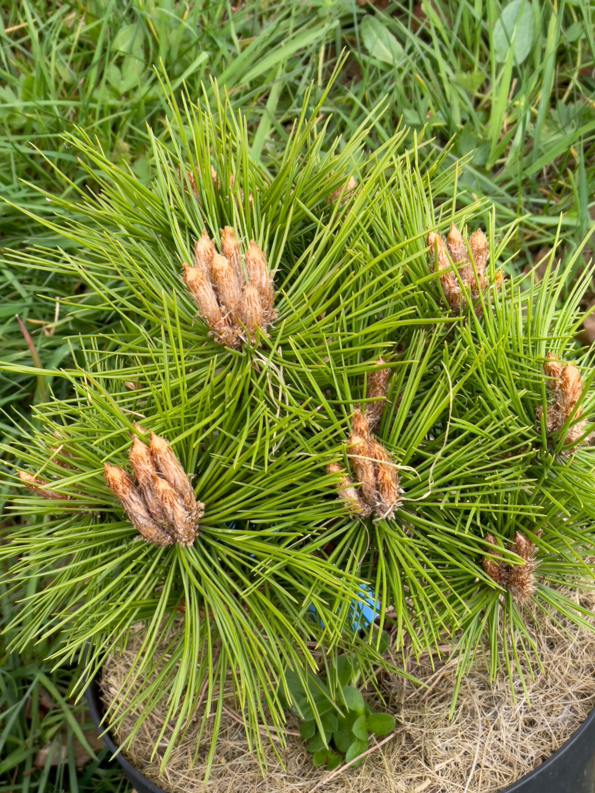 Japanese red pine Low Glow" 0.80 - 1.00 m Pinus densiflora "Low Glow"