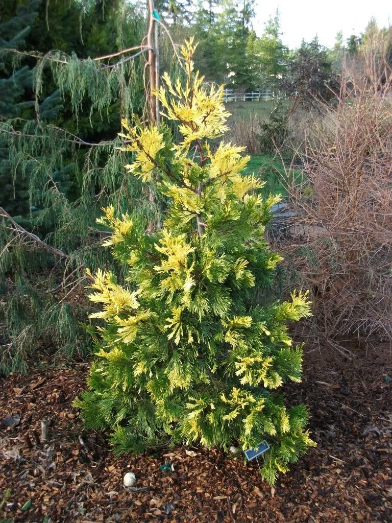 Variegated California cedar 1.50 - 1.70 m Calocedrus decurrens Aureovariegata"
