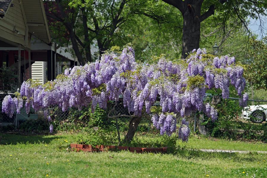 Chinese wisteria Prolific" 2.00 m Wisteria chinensis "Prolific"