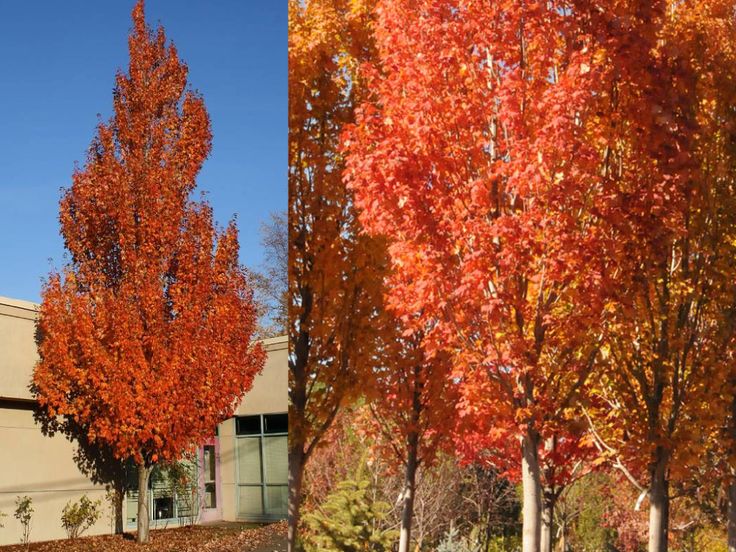 Red maple "Armstrong" 2.50 - 3.50 m Acer rubrum "Armstrong"