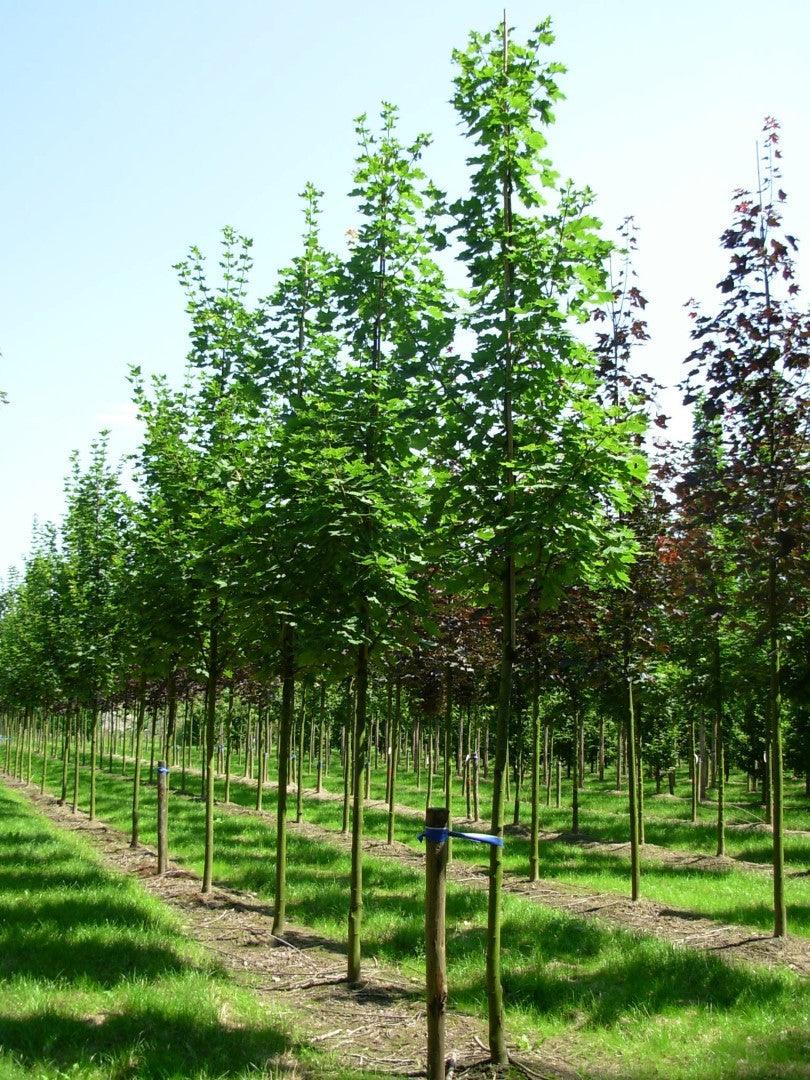 Maple tree Cleveland" 3.00 - 4.00 m Acer platanoides "Cleveland"