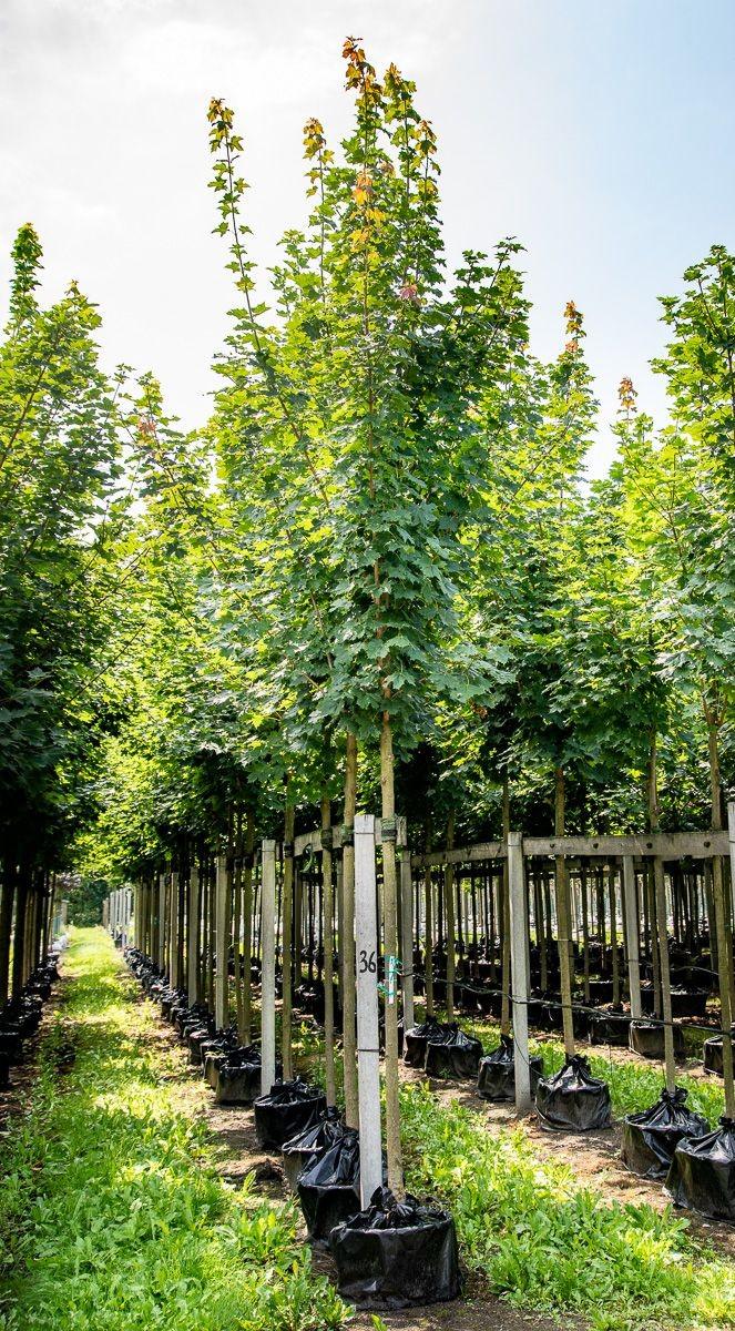 Maple tree Cleveland" 3.00 - 4.00 m Acer platanoides "Cleveland"
