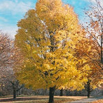 Paltin Cleveland" 3.00 - 4.00 m  Acer platanoides "Cleveland"