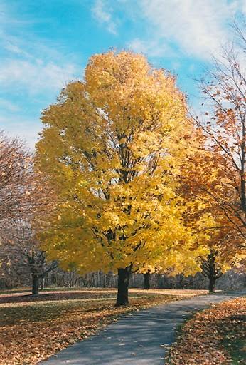 Maple tree Cleveland" 3.00 - 4.00 m Acer platanoides "Cleveland"