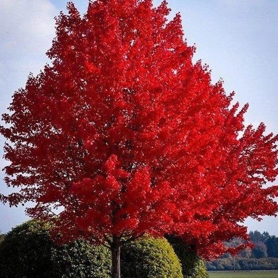 Red maple "October Glory" 2.50 - 3.00 m Acer rubrum "October Glory"