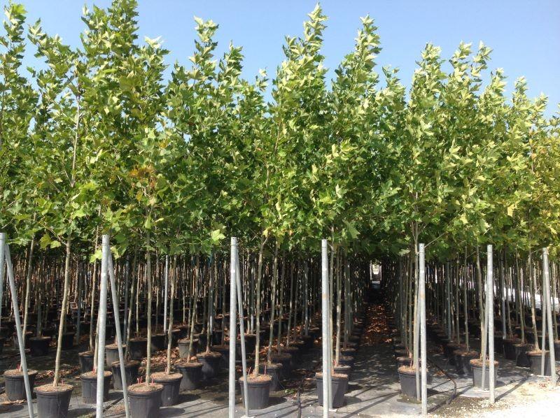 Plane tree 5.00 - 6.00 m Platanus x acerifolia